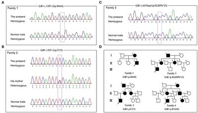 Frontiers | Novel mutations in GJB1 trigger intracellular 